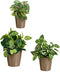 Pottenset Taupe Klei (6 Stuks)