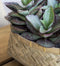 Pottery Pots bloempot Nala Bamboe Laag L29 x B29 x H12.5 cm