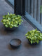 Pottery Pots Morgana Antraciet-Zwart Plantenschaal Plantenbak voor op tafel diameter 43.5 cm hoogte 19 cm plantopening 42 cm