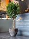 Pottery Pots Plantenpot-Plantenbak Bruin-Grijs D 80 cm H 70 cm