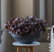 Pottery Pots Schaal-Plantenbak Morgana Zandsteen Zwart D 53,5 cm H 22.5 cm