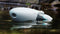 PowerVision PowerDolphin Standard
