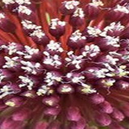 JUB - Allium red mohican