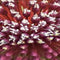 JUB - Allium red mohican