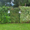 Hedge to Go - Spiraea vanhouttei Haag