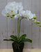 Orchidee phalaenopsis 2 stelen 40 cm