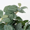 Mica Decorations Fittonia Kunst Hangplant - L15 x B20 x H54 cm - Groen