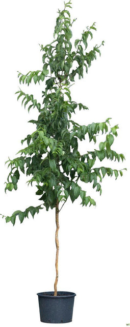 Zevenzonenboom solitair | Heptacodium Miconioides 150-175 hoog| Bomenbezorgd.nl