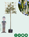 Portugese laurier leiboom 200 cm | Prunus lusitanica 6-10 cm 200 cm| Bomenbezorgd.nl