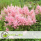 Plant in a Box - Astilbe - Mix van 6 - Pluimspirea - Wortelstokken - Robuuste bloeiende plant