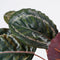 Mica Decorations Calathea Roseopicta Kunstplant - H60 x Ø40 cm - Bordeaux
