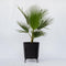 Plant in a box - Washingtonia Robusta met conditioner - Mexicaanse Palm - Winterhard - Hoogte 70-90cm - Pot 21cm