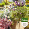 Pokon Bio Terras & Balkonplanten Voeding 1L - Biologische Plantenvoeding - 14ml per 1L water