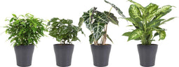 Combibox hippe kamerplanten in Anna Grey- keramiek – ↨ 25cm – ⌀ 12cm