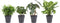 Combibox hippe kamerplanten in Anna Grey- keramiek – ↨ 25cm – ⌀ 12cm