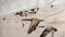 Heckett & Lane Fleur - Dekbedovertrek - Tweepersoons - 200x200/220 cm - Misty Peach
