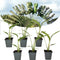 Plant in a Box - Ravenala madagascariensis - Set van 6 - Reizigerspalm - Familie van Strelitziaceae - Palm - Pot 9cm - Hoogte 25-40cm