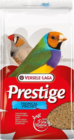 Prestige Tropische Vogel