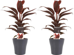 Decorum Duo 2x Cordyline Mambo met Anna grey – ↨ 40cm – ⌀ 12cm