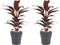 Decorum Duo 2x Cordyline Mambo met Anna grey – ↨ 40cm – ⌀ 12cm
