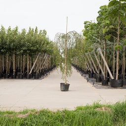Prieelberk Betula pendula Youngii h 230 cm st. omtrek 8 cm st. h 20...
