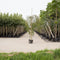 Prieelberk Betula pendula Youngii h 230 cm st. omtrek 8 cm st. h 20...