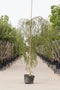Prieelberk Betula pendula Youngii h 230 cm st. omtrek 8 cm st. h 20...