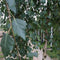 Prieelberk Betula pendula Youngii h 230 cm st. omtrek 8 cm st. h 20...