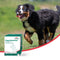 Primeval Artrose Gelatinaat Puppy - 350 gr