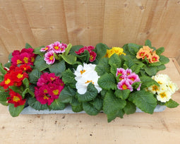 Primula s 10 stuks in tray mix kleuren