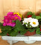 Primula s 10 stuks in tray mix kleuren
