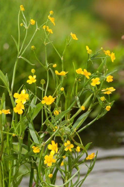Ranunculus aquatilis P11