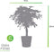 Schefflera Arboricola Gold Capella in Elho® Greenville pot ↨ 100cm - hoge kwaliteit planten