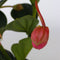Plant in a Box - Medinilla Magnifica 'Lambada' - Kamerplant - ⌀14cm - Hoogte 40-50cm