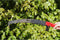 Professionele snoeizaag met holster ARSUV-40