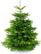 Plant&More Nordmann Kerstboom - 270-300 cm - Zonder Kluit