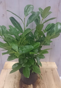 Prunus 40 cm