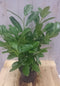 Prunus 40 cm