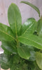 Prunus 40 cm