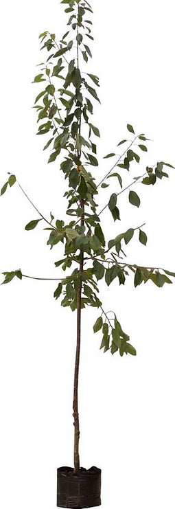 Prunus a Varikse zwarte Prunus a Varikse zwarte 350 cm