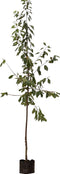 Prunus a Varikse zwarte Prunus a Varikse zwarte 350 cm