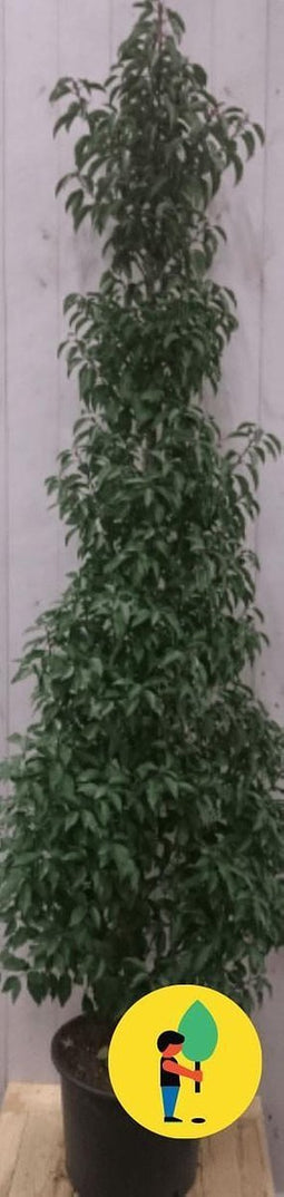 Prunus Angustifolia 130 cm