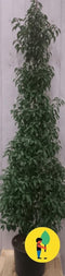 Prunus Angustifolia 130 cm