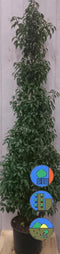 Prunus Angustifolia 130 cm