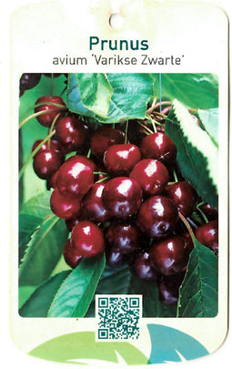 Prunus Avium Varikse Zwarte