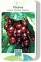 Prunus Avium Varikse Zwarte