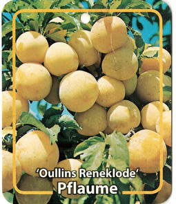 Prunus Domestica Oullins Reneklode