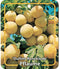 Prunus Domestica Oullins Reneklode