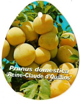 Prunus Domestica Reine Claude d Quillins