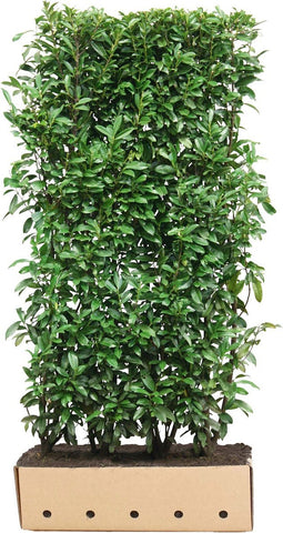 Prunus laurocerasus Genolia 200 cm